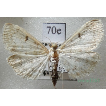 Anania perlucidalis (Hübner, 1809) Przezierka ostrożenianka Czech70e